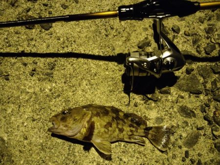 ガシラをあえて狙ってみた